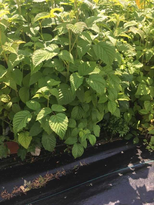 Malina Rubus idaeus 'Willamette' w donicy