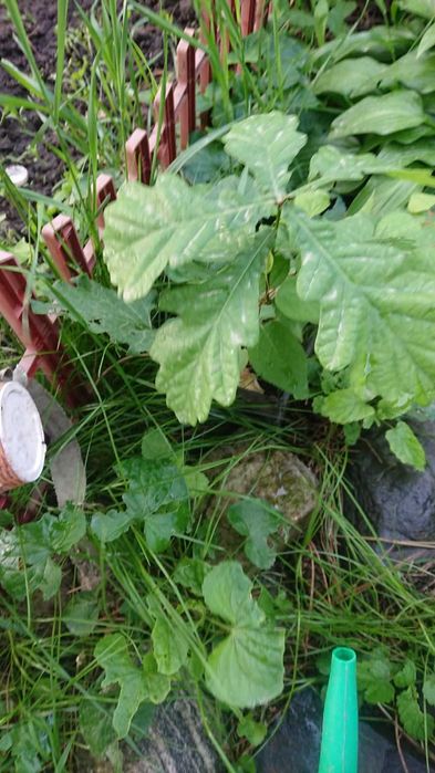 продам рассаду дуба