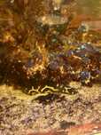 Babka murena Pholidichthys leucotaenia