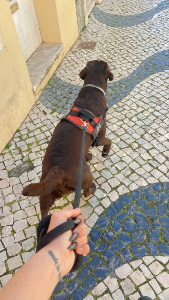 Passeio cães.
