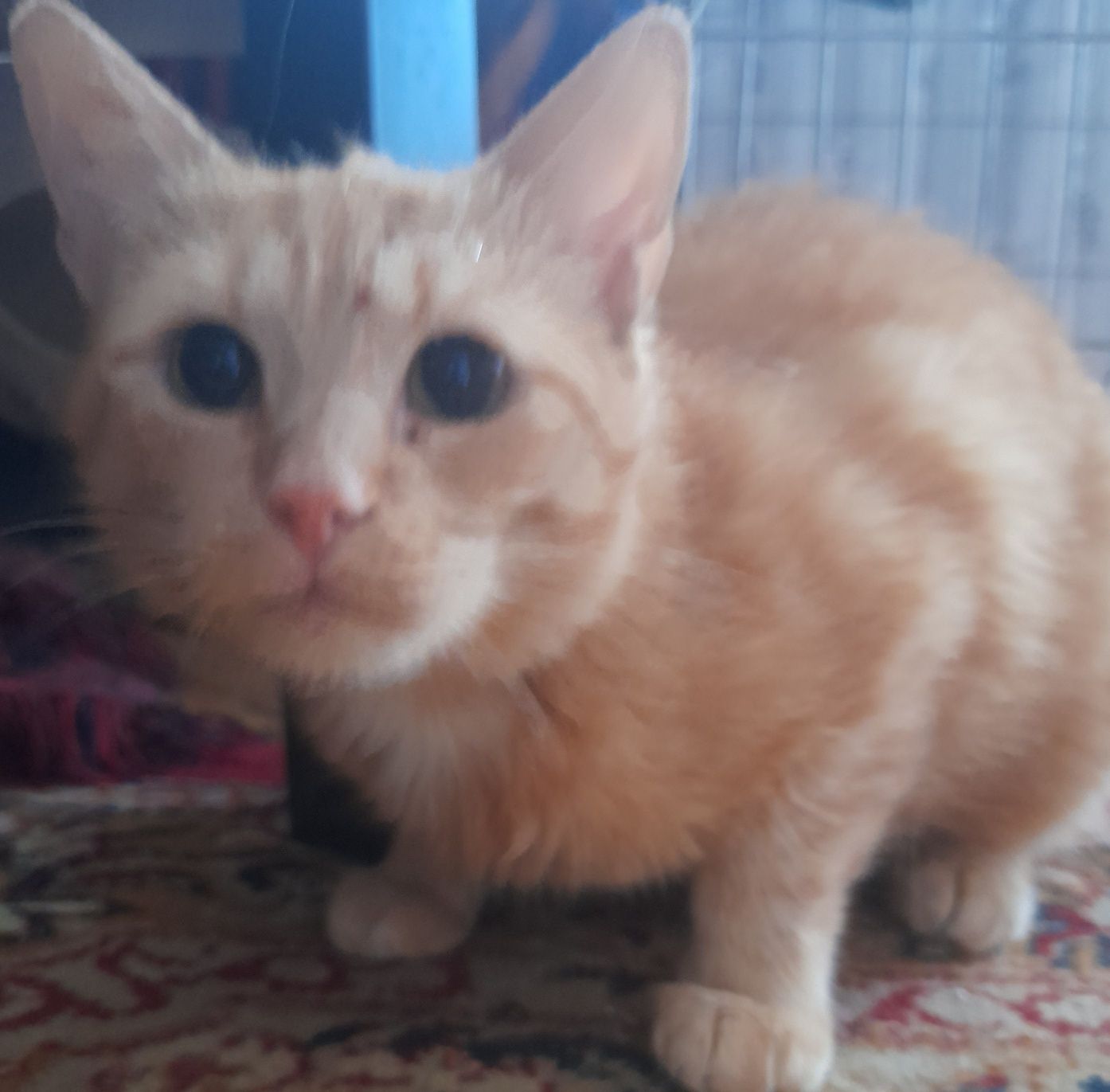Kochany Dudi do adopcji