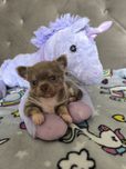 Chihuahua długowłosy piesek
