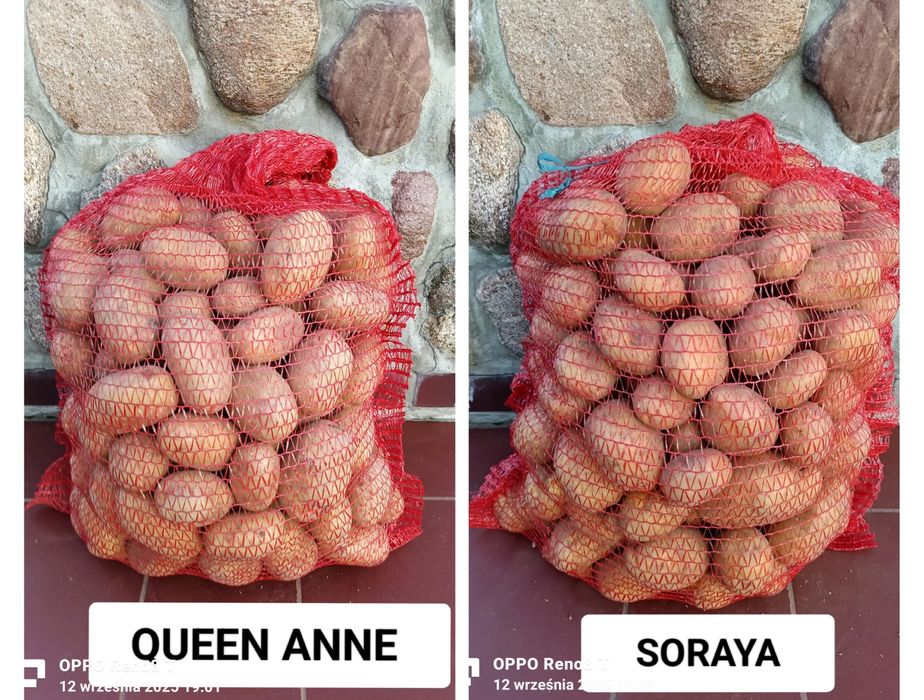 Ziemniaki Soraya, Queen Anne