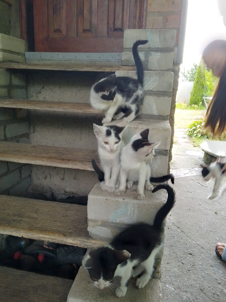 Отдам в хорошие руки