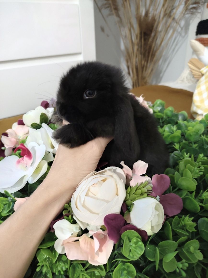 Królik Mini Lop gotowe do odbioru