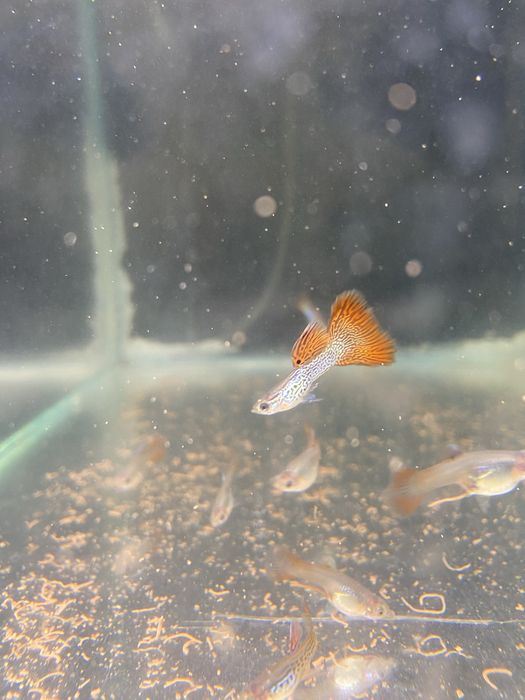 Guppy red lace super delta