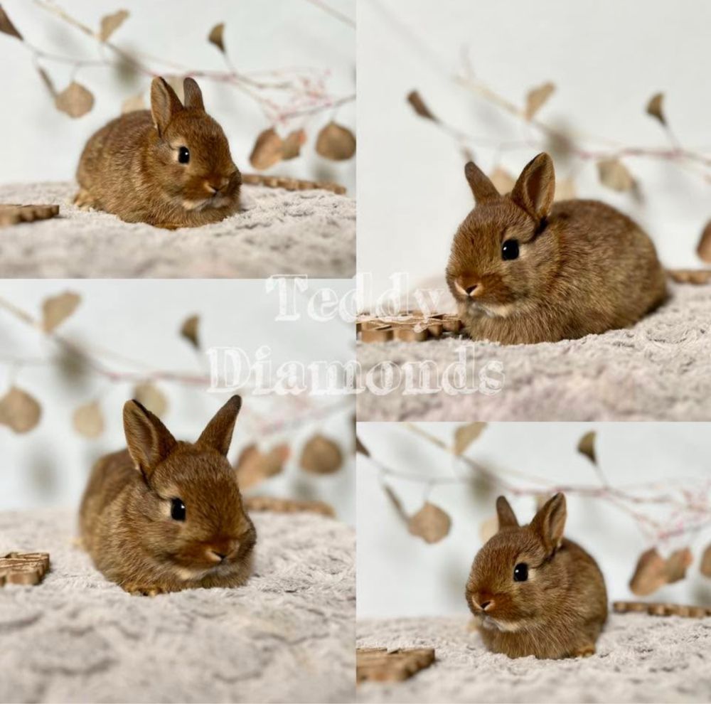Króliczki Mini rasy Karzełek Teddy oraz Karzełek Niderlandzki