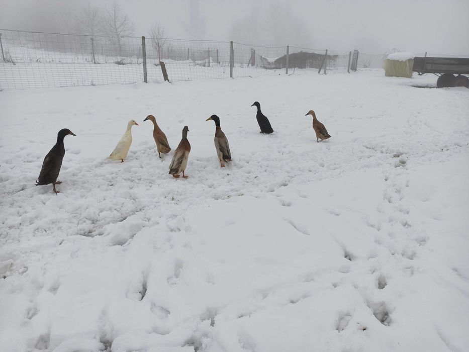 Kaczki biegusy indyjskie