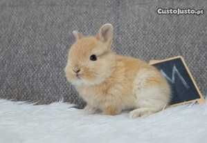 Coelhos anões +Gaiola nova+alimentação adequada