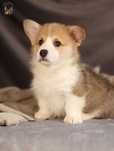 Welsh Corgi Pembroke ZKwP FCI po CH.PL