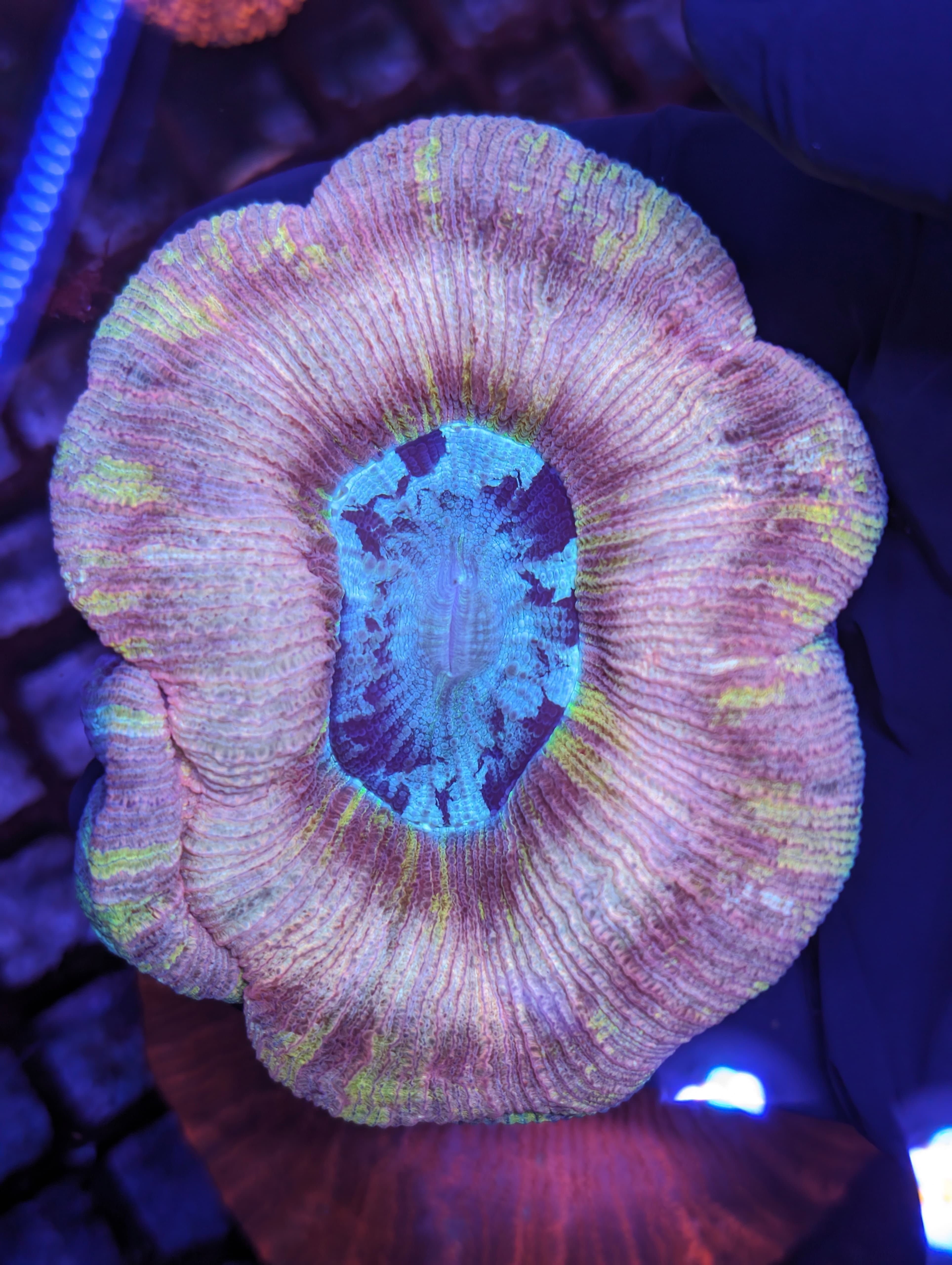 Trachyphyllia geoffroyi Ultra