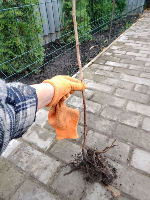 Саджанці малини "Персея"