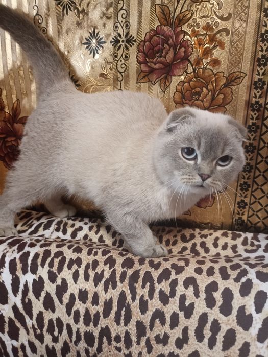 Шикарні шотландські кошенята