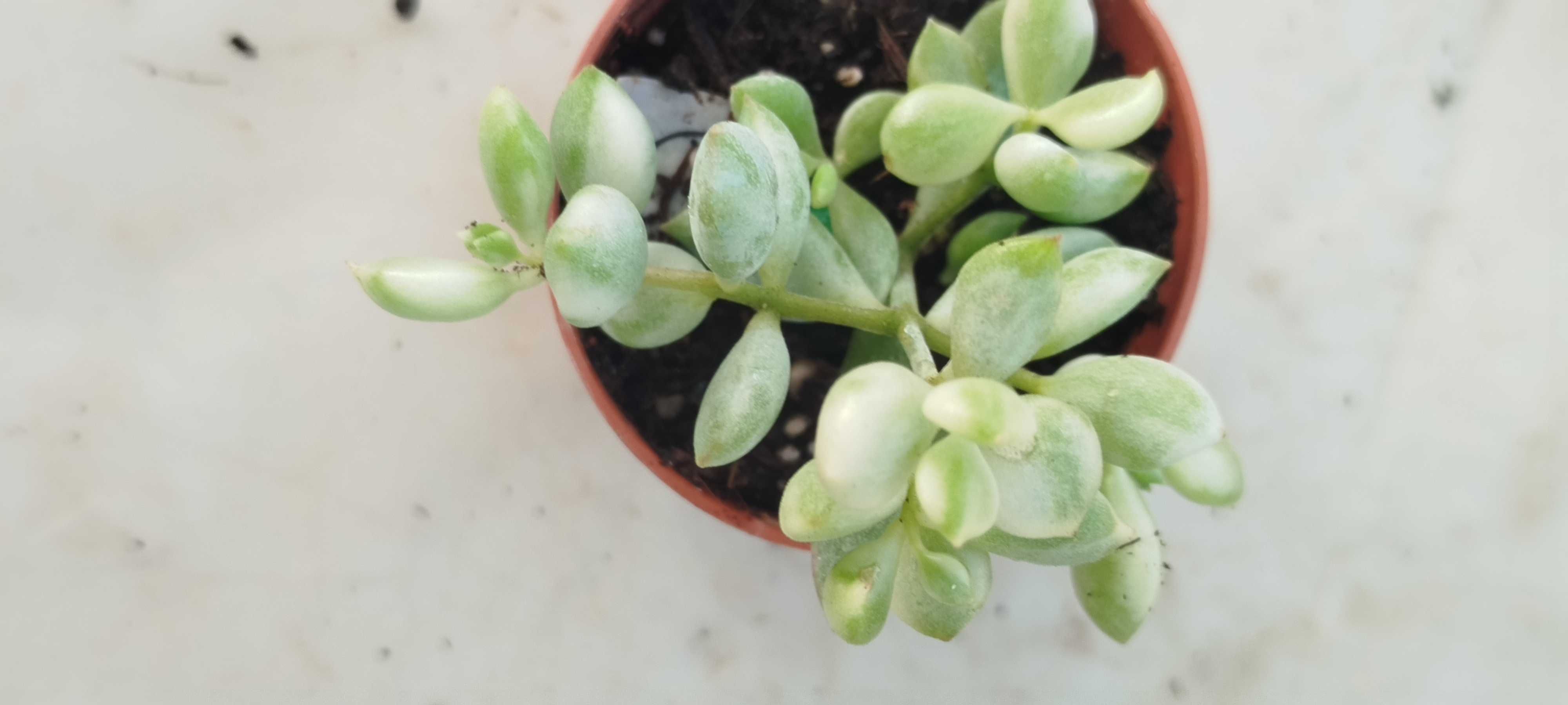 Suculenta a 1.50€