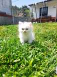 Gata Persa Puro