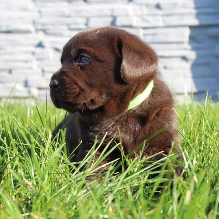 Labrador retriever