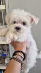 Bichon maltes femea