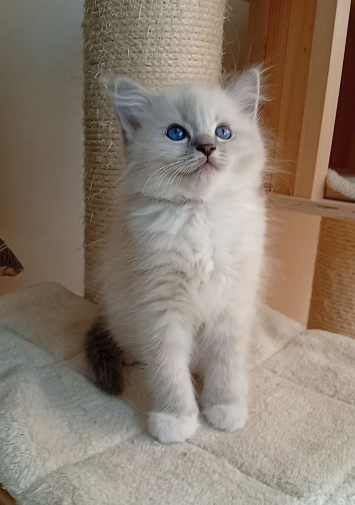 Ragdoll kociak FPL