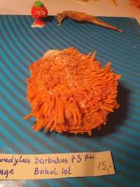 Spondylus barbatus muszla