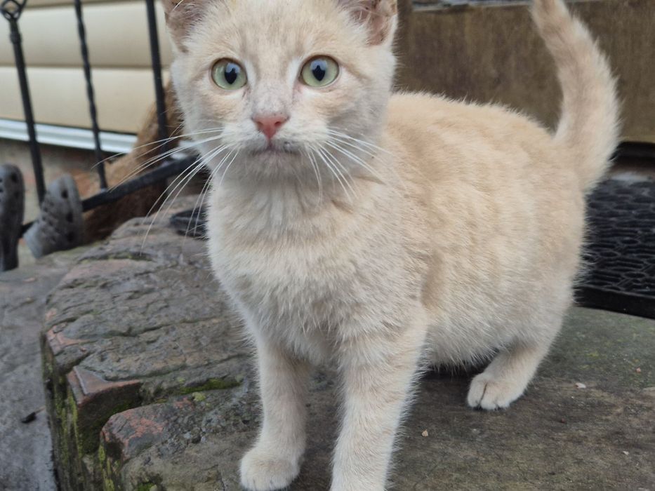 Кошенята безпритульні