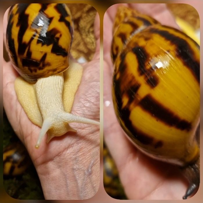 Achatina Achatina Tiger підліток