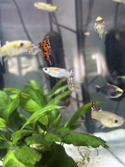 Guppys machos e femeas