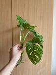 Monstera monkey sadzonka