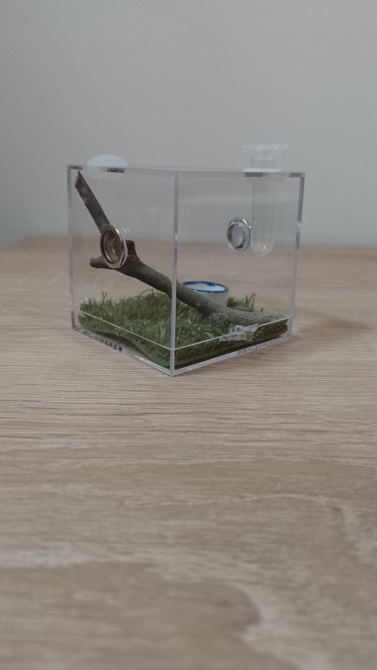 Mini terrarium akrylowe z wystrojem - dla Phidippus Regius + GRATIS