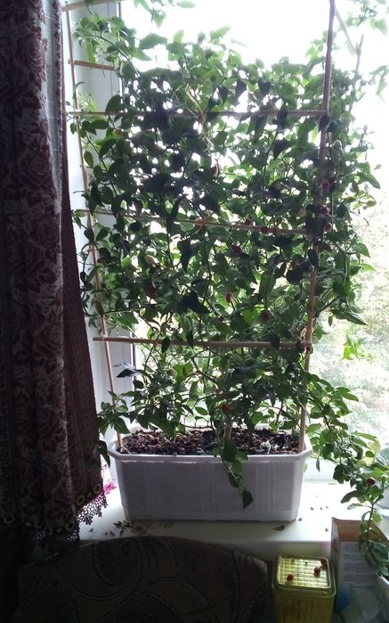 Продам семена комнатного перца