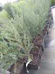 Jałowiec skalny Blue Arrow 70cm Juniperus scopulorum