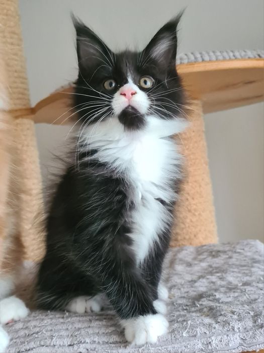 Prześliczny,  czarno biały kocurek