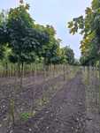 Klon pospolity  Globosum Royal Red, Acer  platanoides