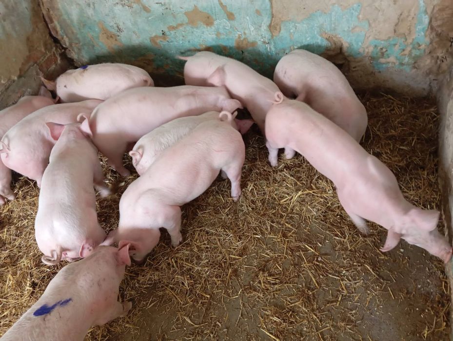 Продам поросята м'ясних та сальних