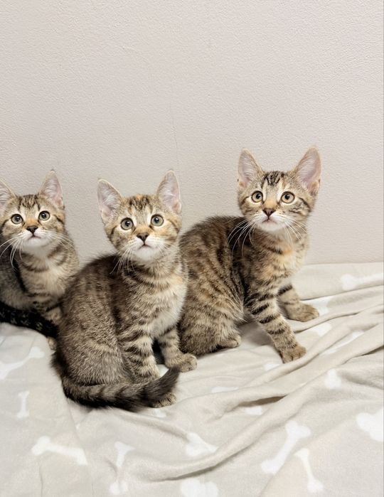 3 miesieczne koteczki do adopcji!