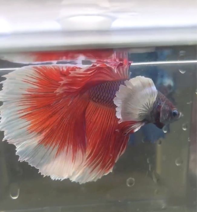 Петушок!Большой выбор:вуаль,корона,супердельта,дамбо,халфмун,плакат