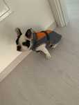 Capa de chuva para cão (Trixie)