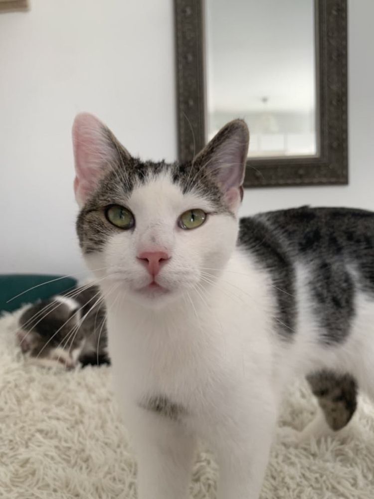 Kot, kotek Ryś do adopcji