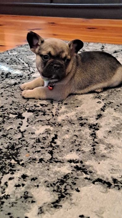 Buldog francuski