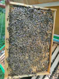 Продаю бджолопакети УС та бджолосімї