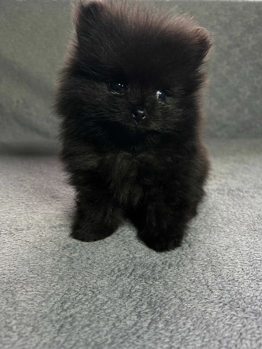 Pomeranian Szpic Miniaturowy Piesek Suczka