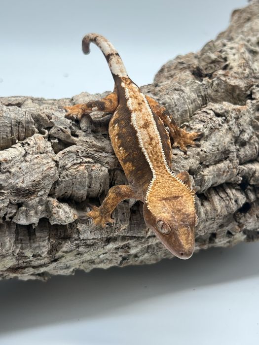Gekon orzęsiony gekony orzęsione możliwa wyprawka