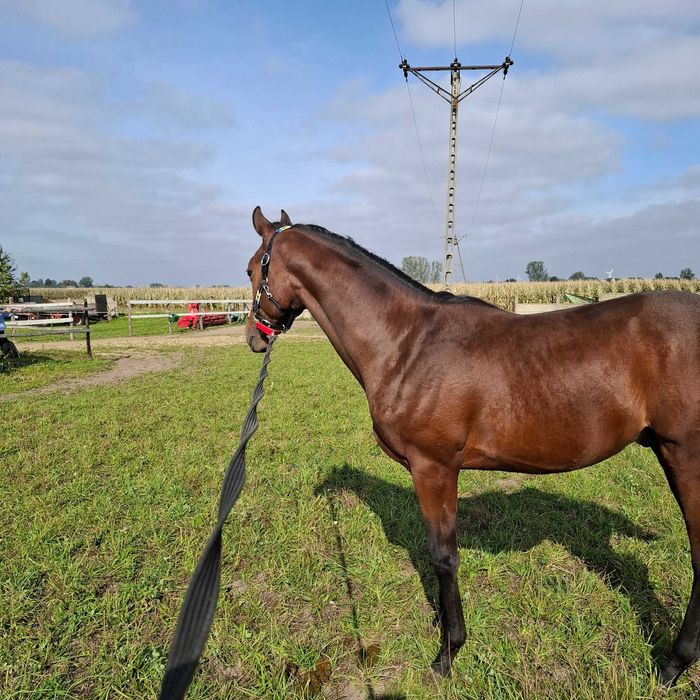 Hotel   Wolny boksy w stajni przydomowej   BŁASZKI