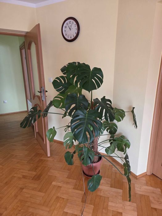 Sprzedam Paproć Rhomboid cissus Fikus beniamin Monstera schefflera