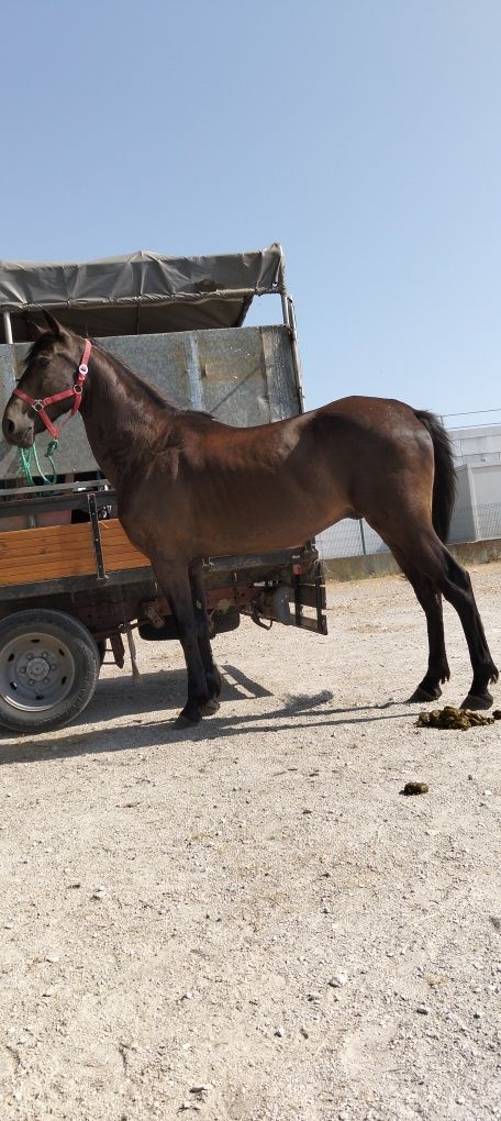 Vendo ou troco cavalo preto e égua castanha