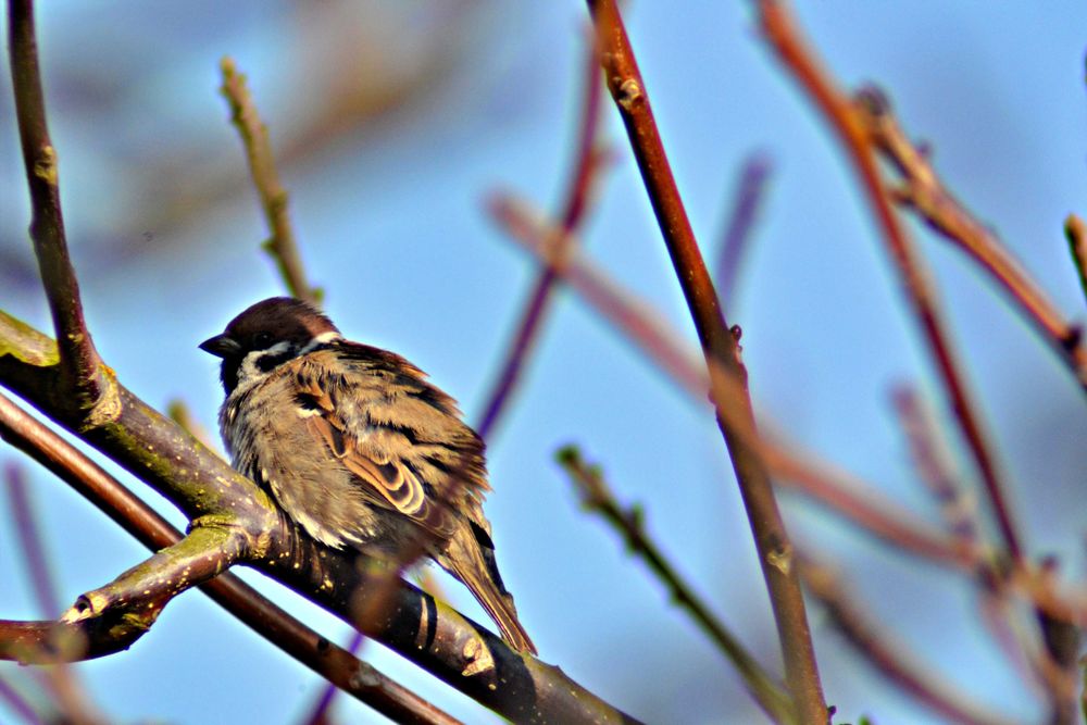 Obiektyw zmiennoogniskowy 420-800 mm
F8,3 Nikon