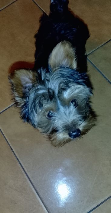 Sprzedam yorka  krziozeczka  i cip też ma ma ma do Piero 3 miesiące