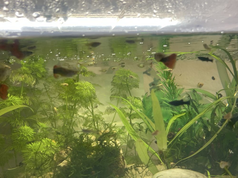 guppys com 1/2/3 mês para venda guppys de linhagem