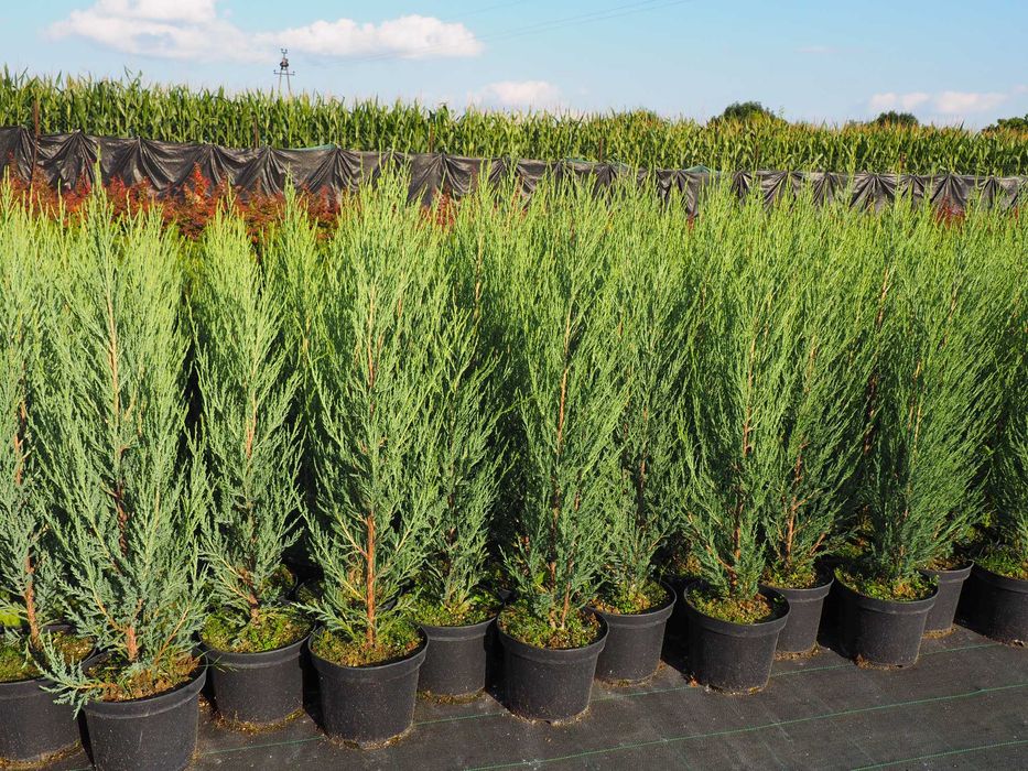 Tuja tuje szmaragd  szkółka roślin 100-120cm promocja