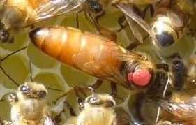 Пчеломатки (Бджоломатки-матки) "Бакфаст"F1