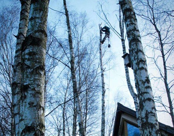 Wycinka drzew alpinistyczna usuwanie pni/korzeni zrebkowanie gałęzi